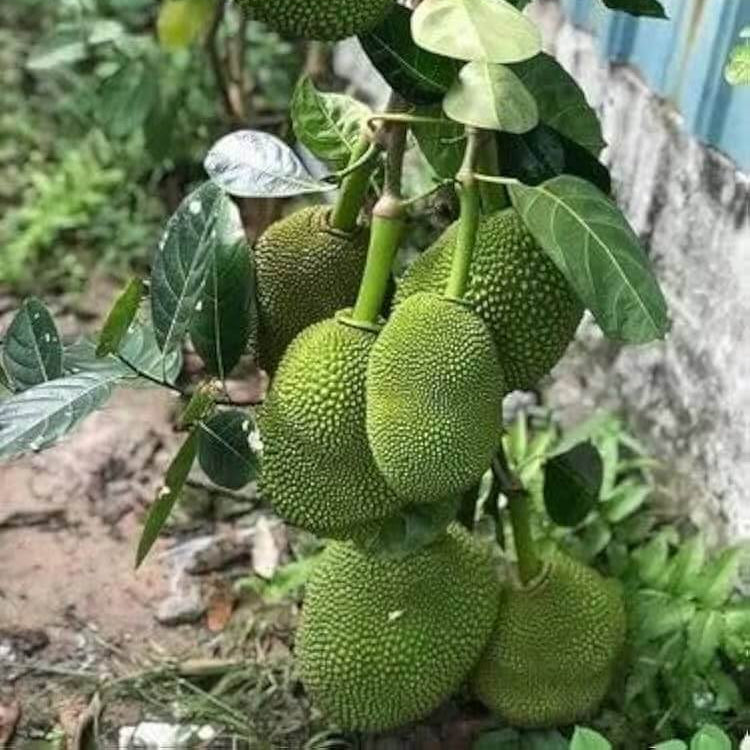 Green Jackfruit Seeds - Fruit Plant For Home Gardens