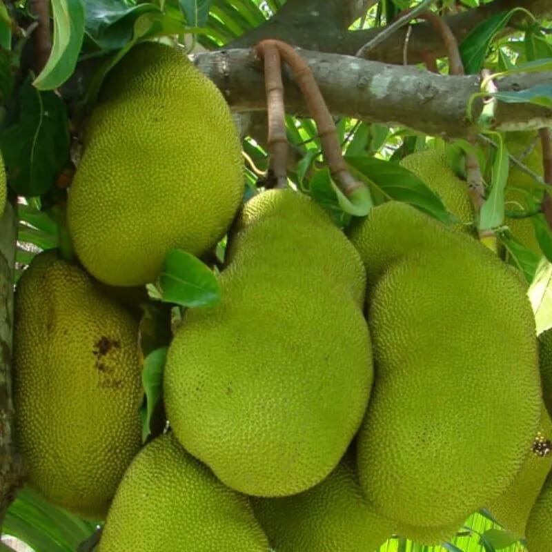 Green Jackfruit Seeds - Fruit Plant For Home Gardens