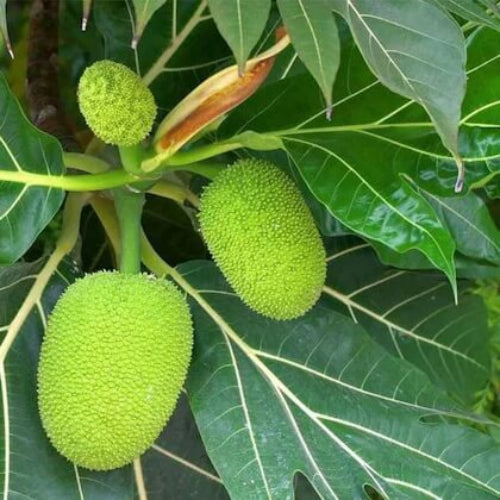 Green Jackfruit Seeds - Fruit Plant For Home Gardens
