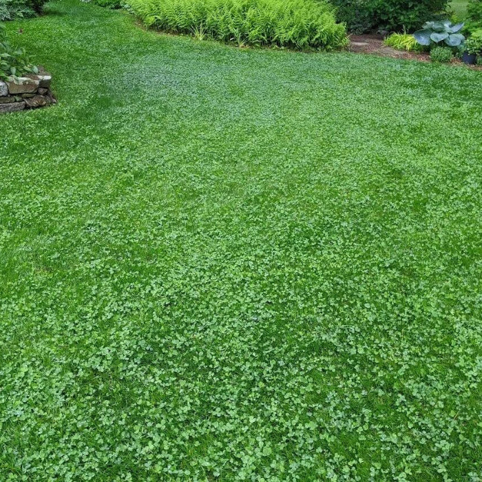 Green Lawn Cover Seeds