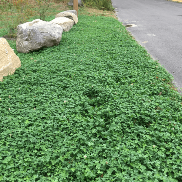 Green Lawn Cover Seeds