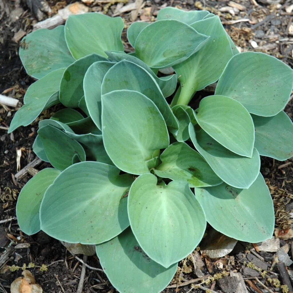 Green Leaf Hosta Seeds - Flower Plant