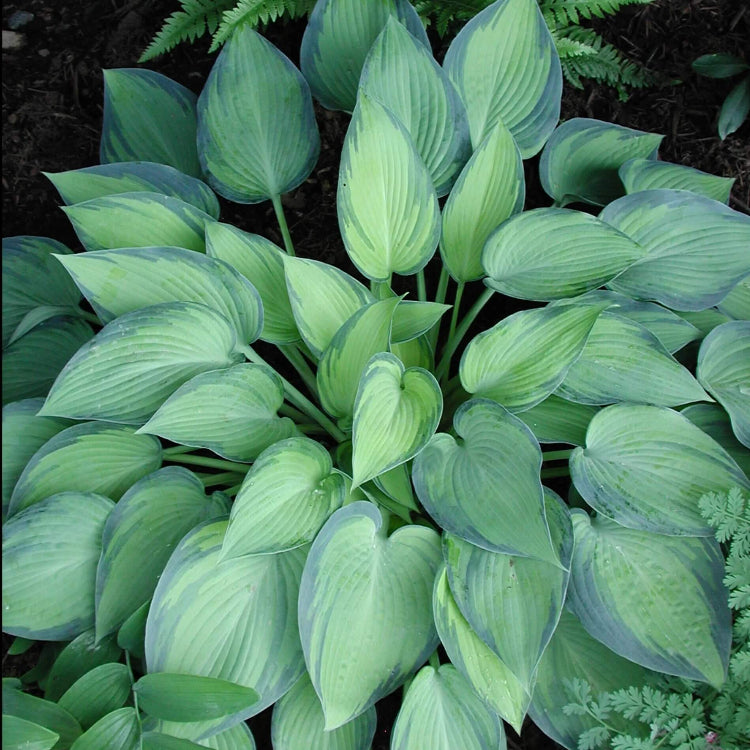 Green Leaf Hosta Seeds - Flower Plant