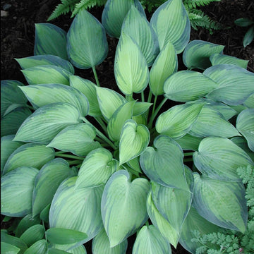 Green Leaf Hosta Seeds - Flower Plant