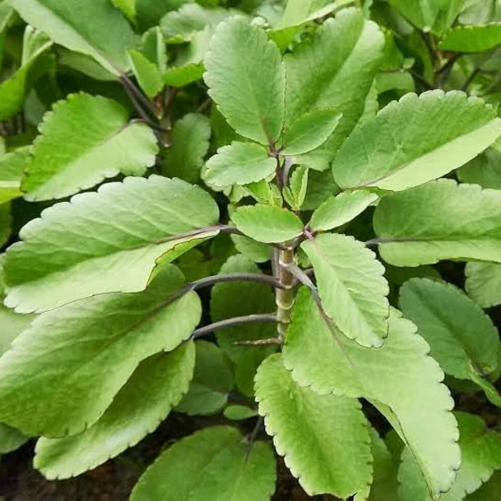 Green Life Plant Seeds