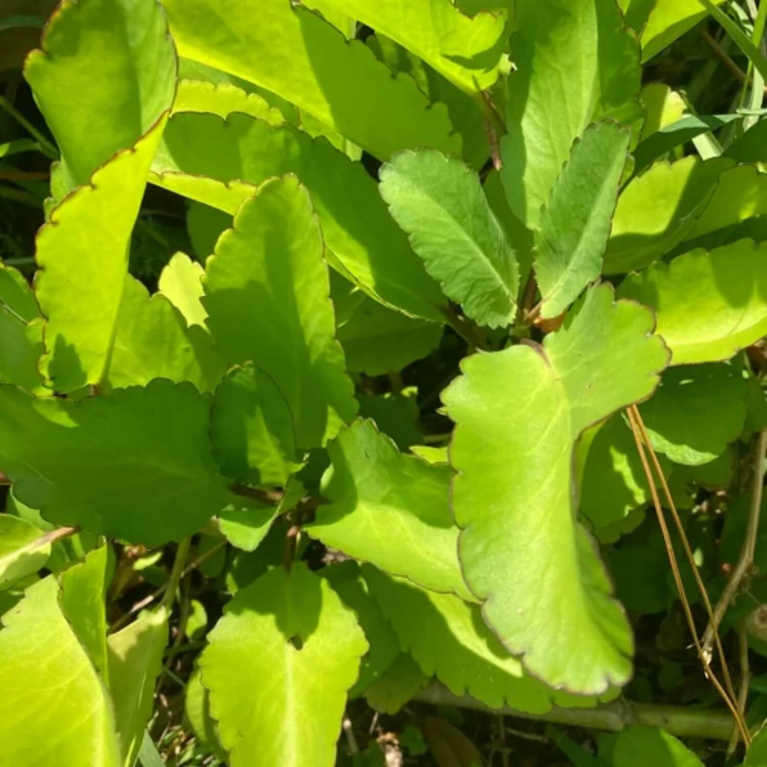 Green Life Plant Seeds