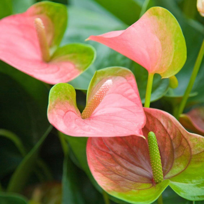 Green Light Pink anthurium Seeds 