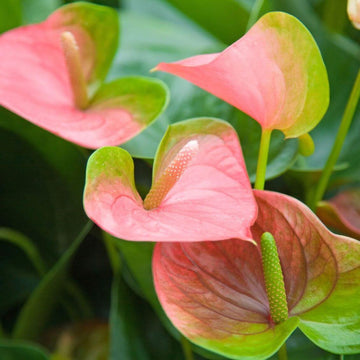 Green Light Pink anthurium Seeds 