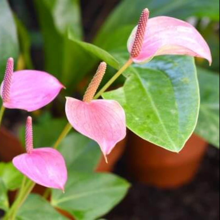 Green Light Pink anthurium Seeds 