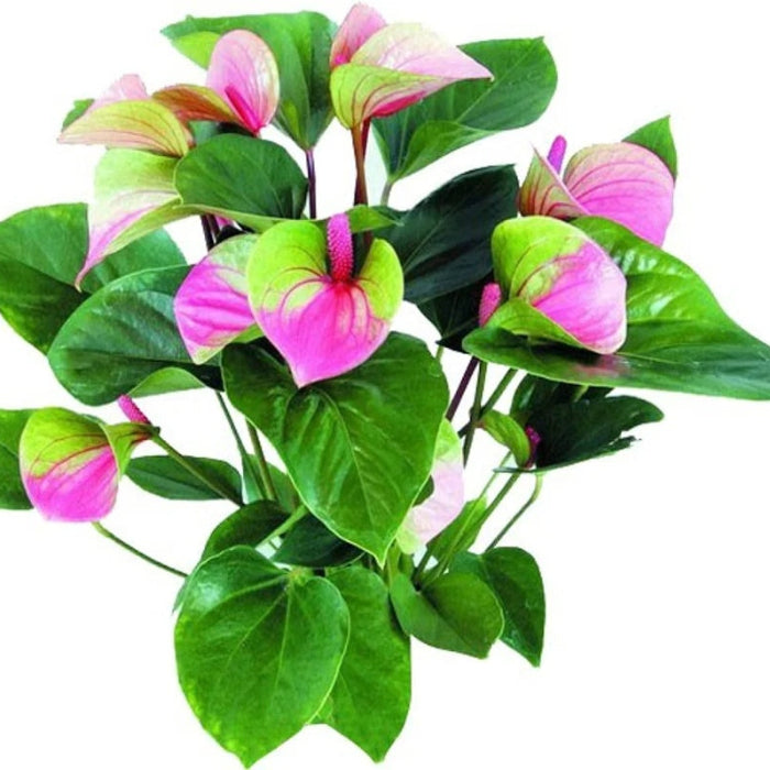 Green Light Pink anthurium Seeds 