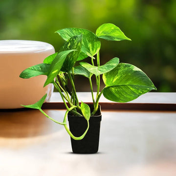 Green Money Plant Seeds - Flower Plant