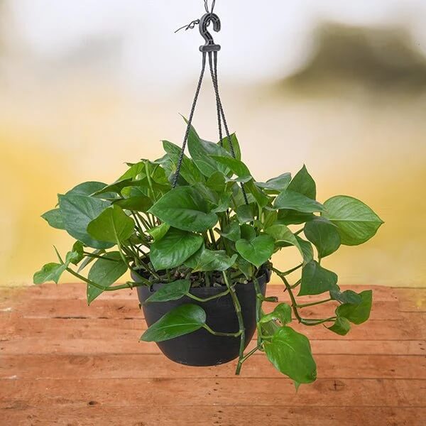 Green Money Plant Seeds - Flower Plant