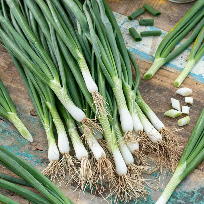 Green Onion Seeds – Japanese Long
