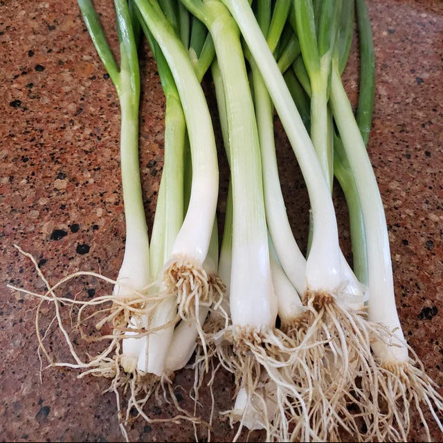 Green Onion Seeds – Japanese Long
