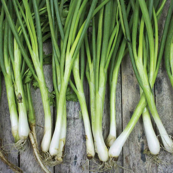 Green Onion Seeds – Japanese Long
