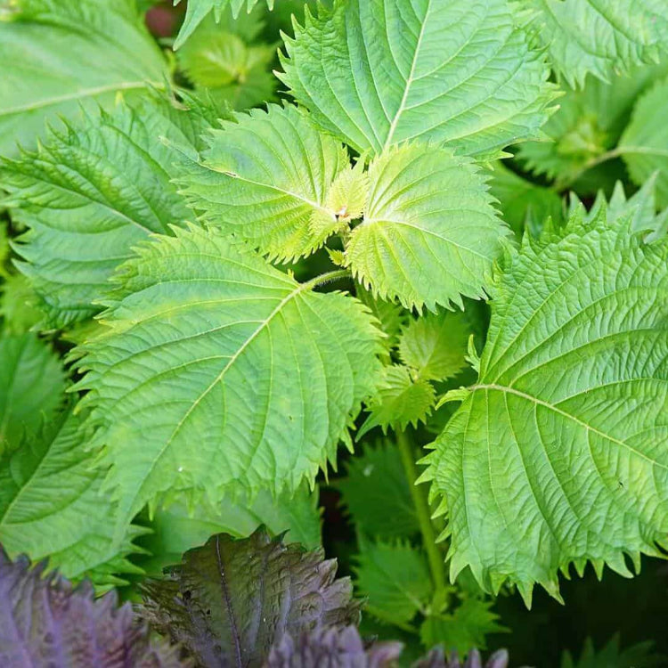 Green Perilla Seeds