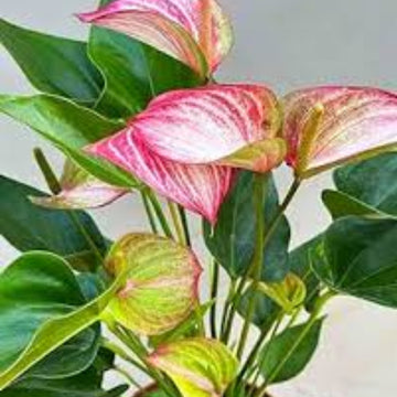 Green Pink anthurium Seeds 