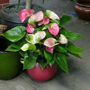 Green Pink anthurium Seeds 