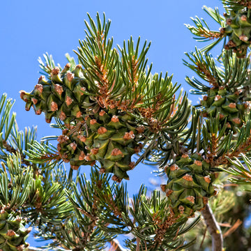 Green Pinyon Pine Seeds - Fruit Plant