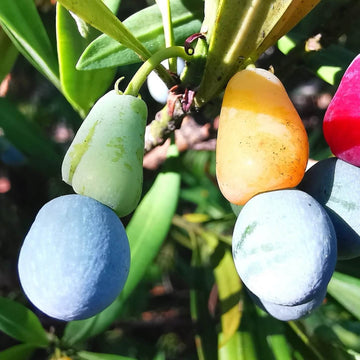 Green Podocarpus Seeds - Fruit Plant