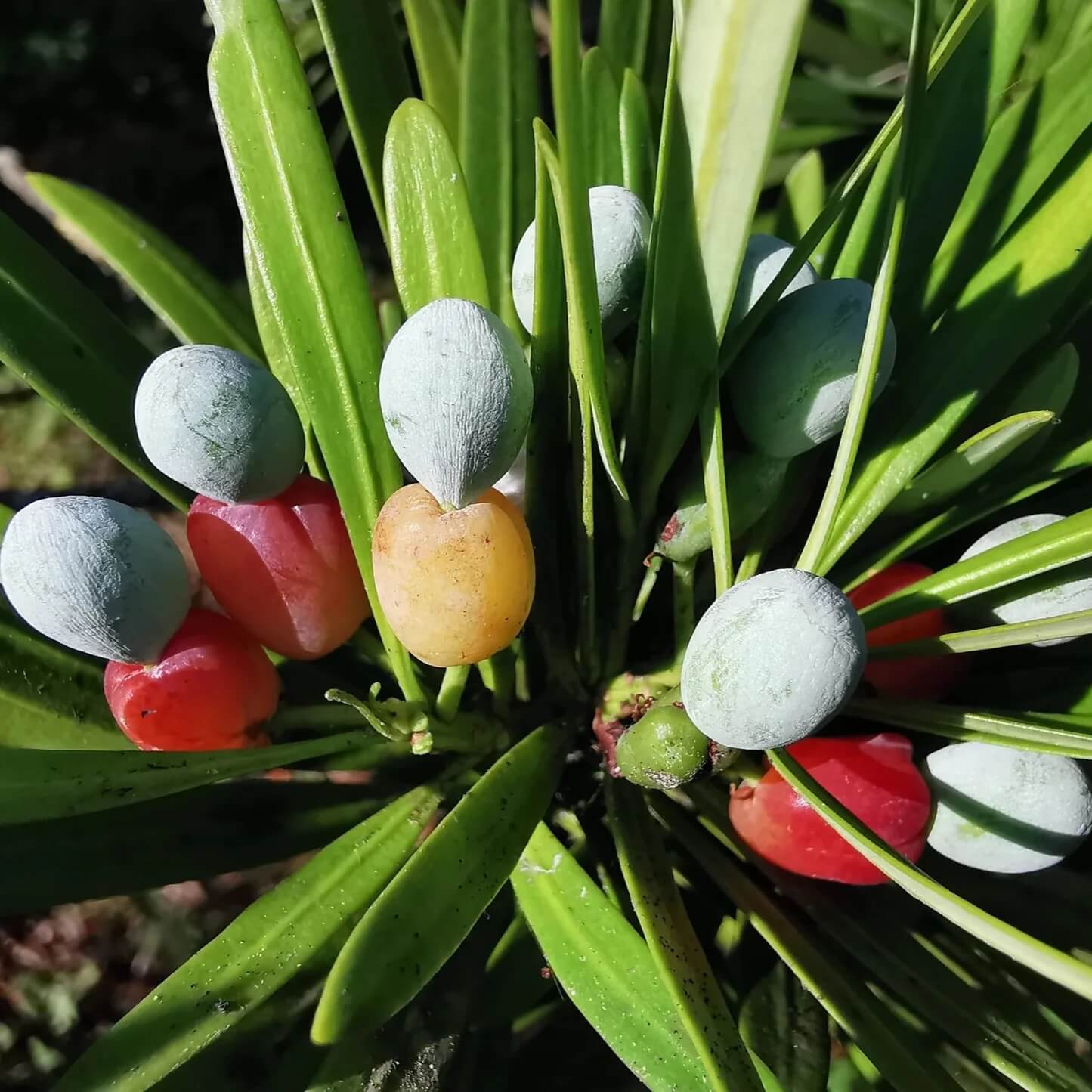 Green Podocarpus Seeds - Fruit Plant