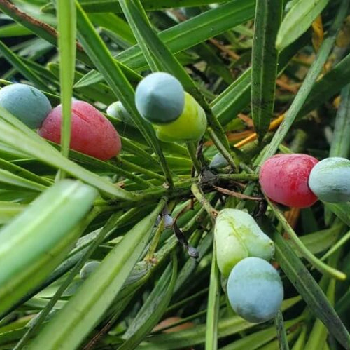 Green Podocarpus Seeds - Fruit Plant