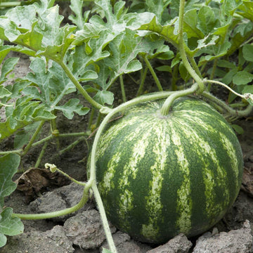 Green Purple Watermelon Seeds - Fruit Plant