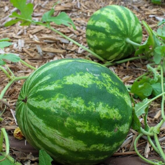 Green Purple Watermelon Seeds - Fruit Plant