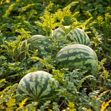 Green Purple Watermelon Seeds - Fruit Plant