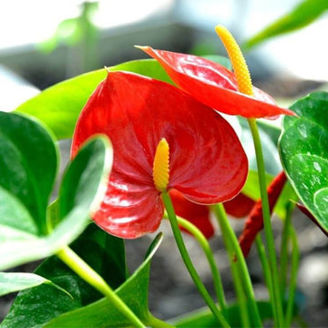 Green Red anthurium Seeds 