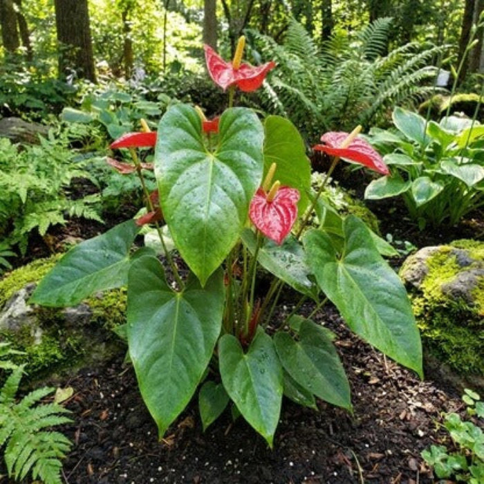 Green Red anthurium Seeds 