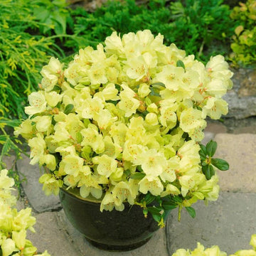 Green Rhododendron Azalea Seeds