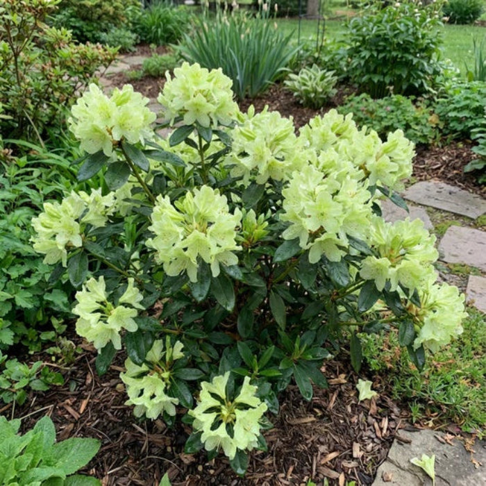 Green Rhododendron Azalea Seeds