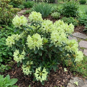 Green Rhododendron Azalea Seeds