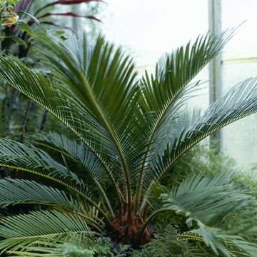 Green Sago Palm Seeds - Flower Plant