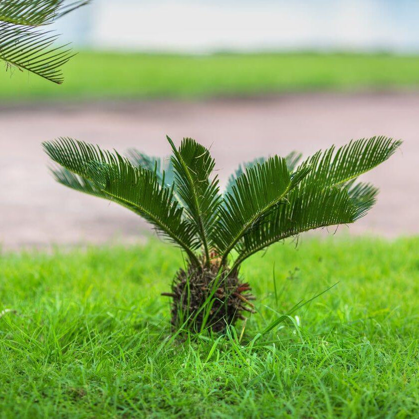 Green Sago Palm Seeds - Flower Plant