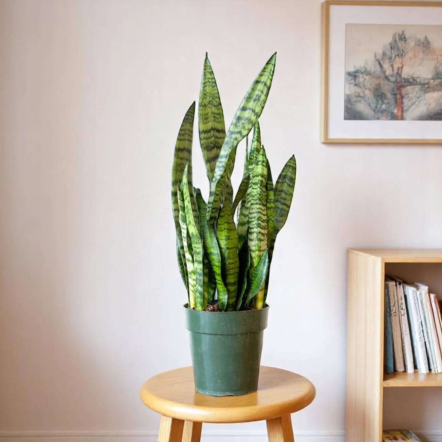 Green Sansevieria Seeds - Flower Plant