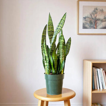 Green Sansevieria Seeds - Flower Plant