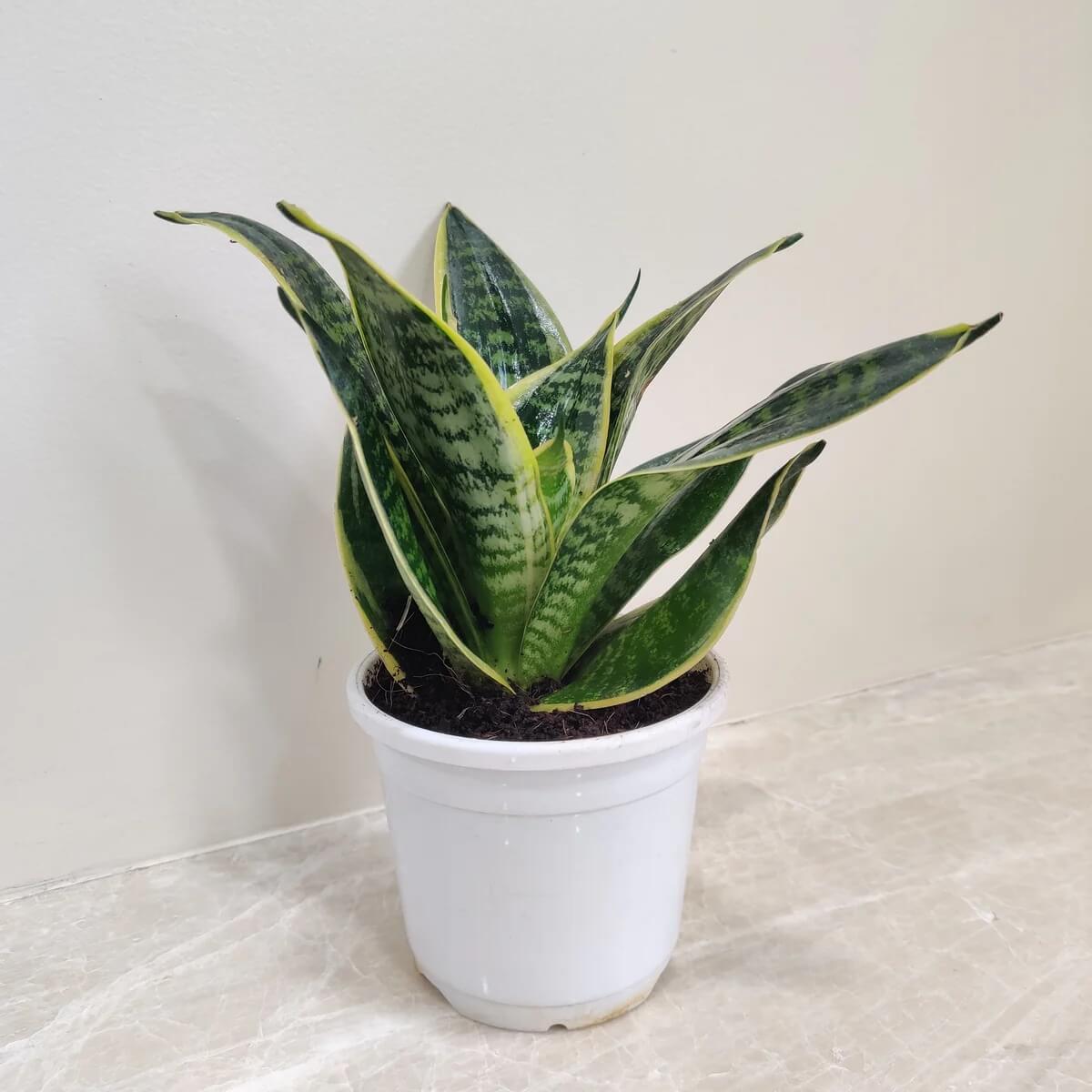 Green Sansevieria Seeds - Flower Plant