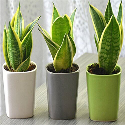Green Sansevieria Seeds - Flower Plant