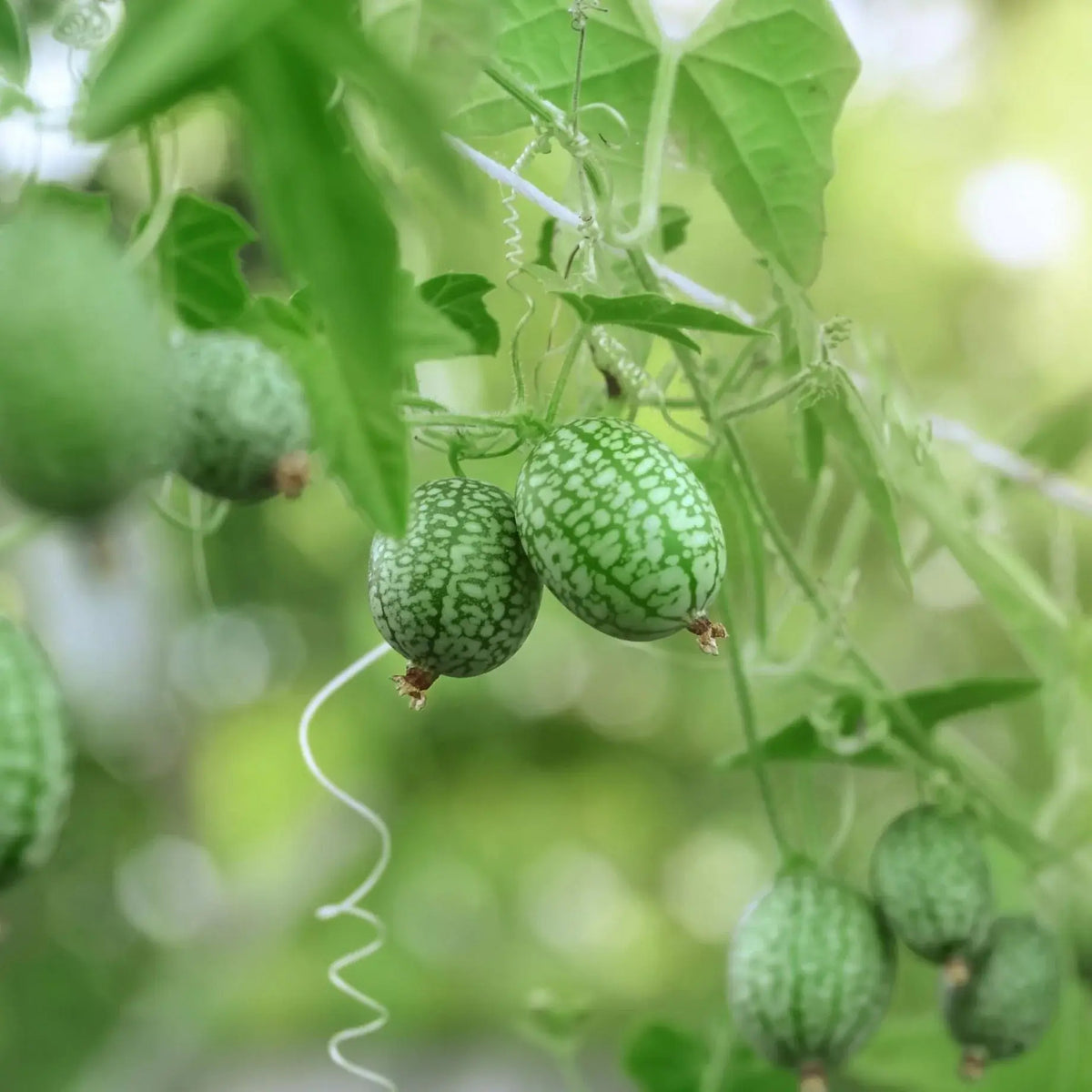 Scabra Rzb Green Scabra Seeds | Garden Flower Planting Seeds