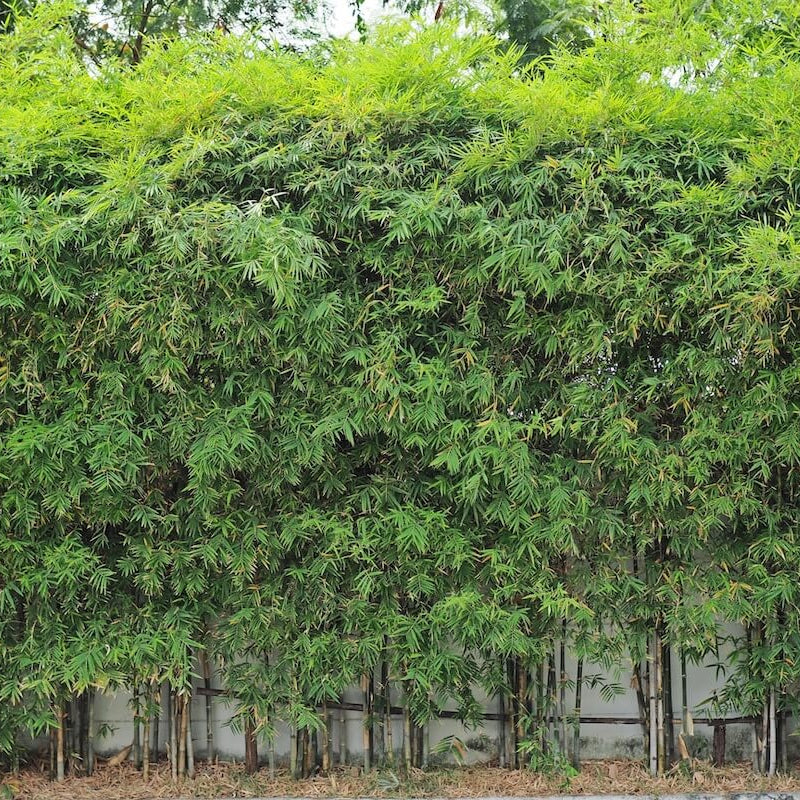 Green Screen Bamboo Seeds