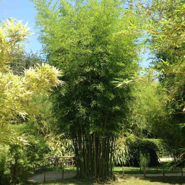 Green Screen Bamboo Seeds