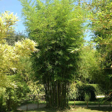 Green Screen Bamboo Seeds