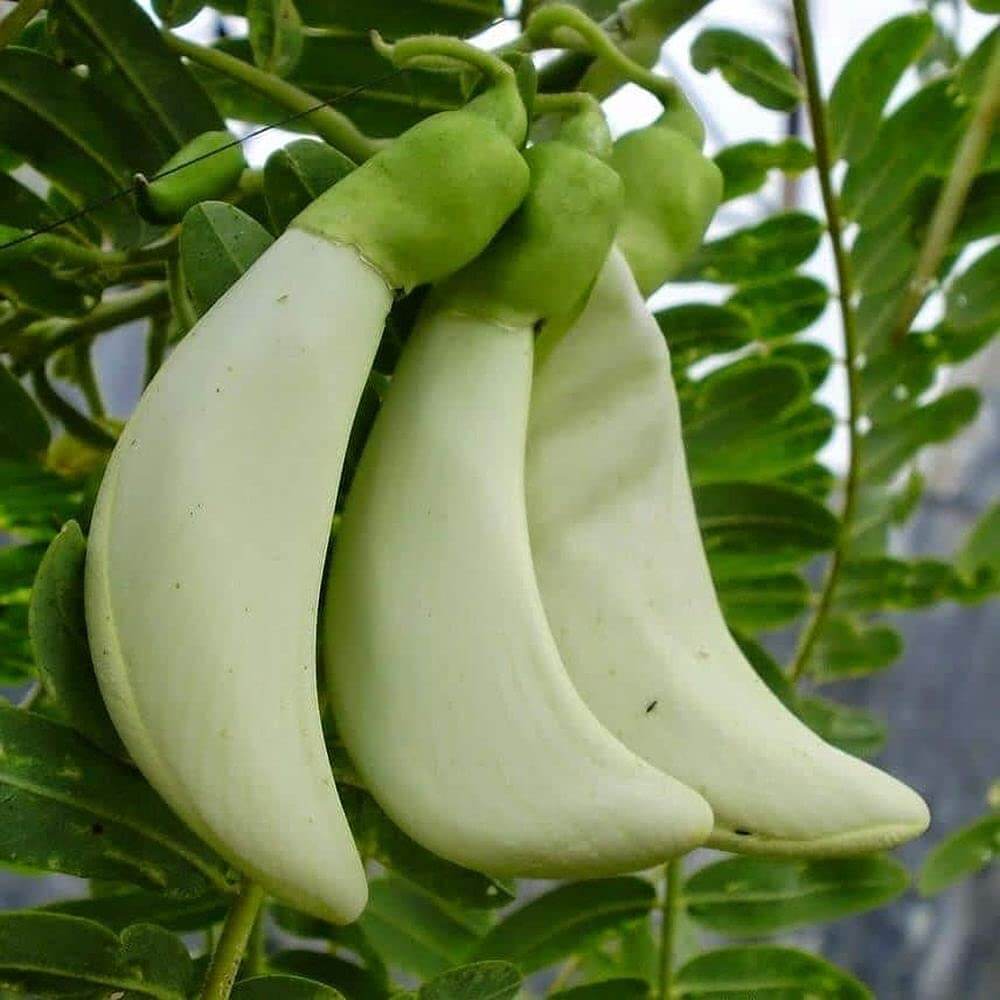 Green Sesbania Grandiflora Seeds - Vegetable Plant