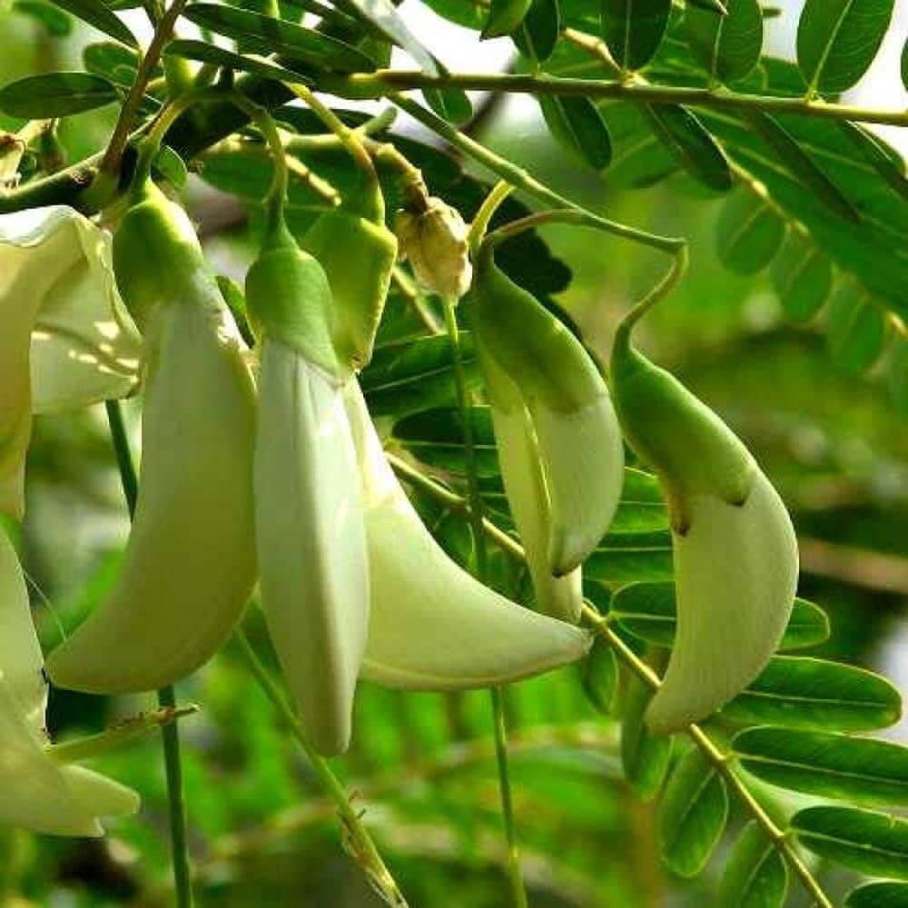 Green Sesbania Grandiflora Seeds - Vegetable Plant