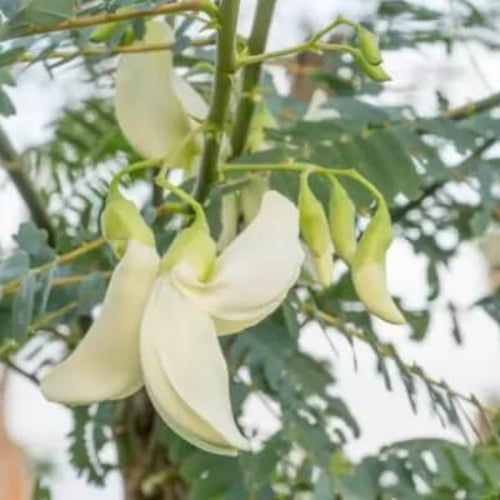 Green Sesbania Grandiflora Seeds - Vegetable Plant