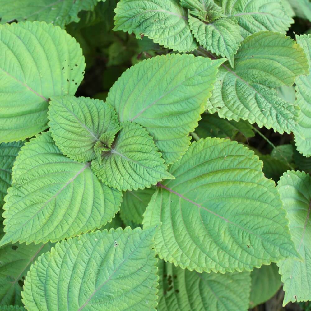 Green Shiso Seeds