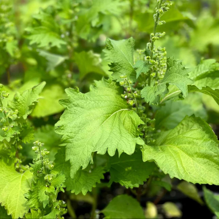 Green Shiso Seeds