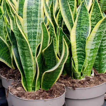 Green Snake Plant Seeds - Flower Plant